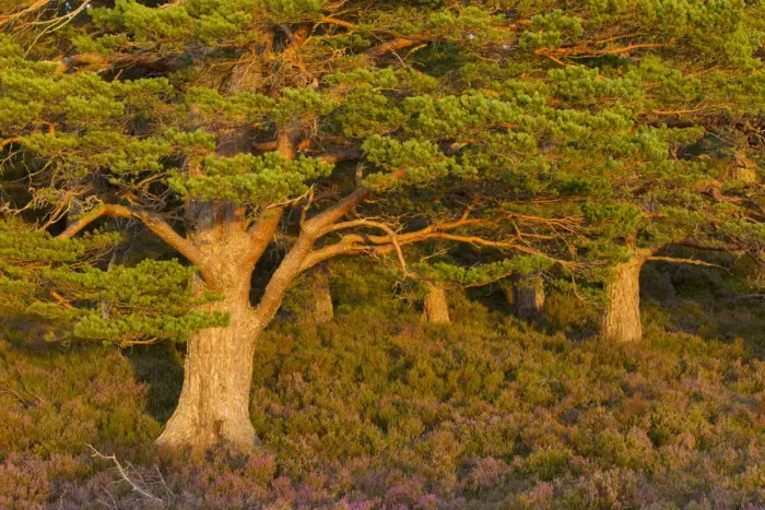 Framed Print : Scots pine (Pinus sylvestris) in late evening light with flowering heather (Ericaceae sp)