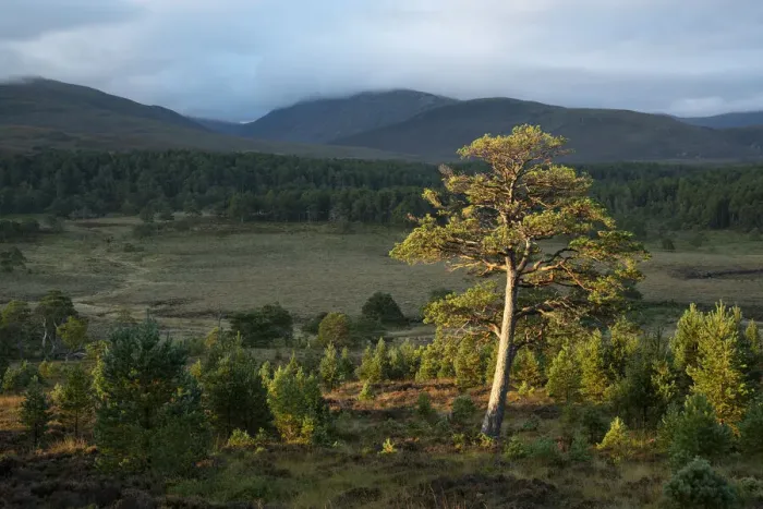 Framed Print : Scots pine (Pinus sylvestris) and regenerating trees, Abernethy Forest, Cairngorms National Park, Scotland, UK. September Framed Print : Scots pine (Pinus sylvestris) and regenerating trees, Abernethy Forest, Cairngorms National Park, Scotland, UK. September