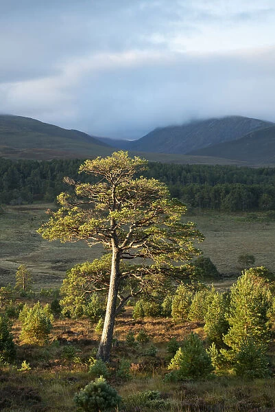 Scots pine (Pinus sylvestris) and regenerating trees, Abernethy, Cairngorms National Park, Scotland, UK. September