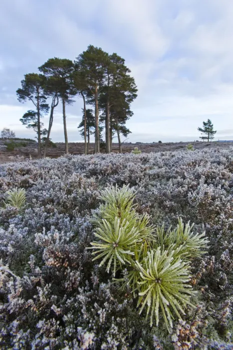 Framed Print : Scots pine (Pinus sylvestris) sapling on heather moorland, Strathspey, Cairngorms National Park