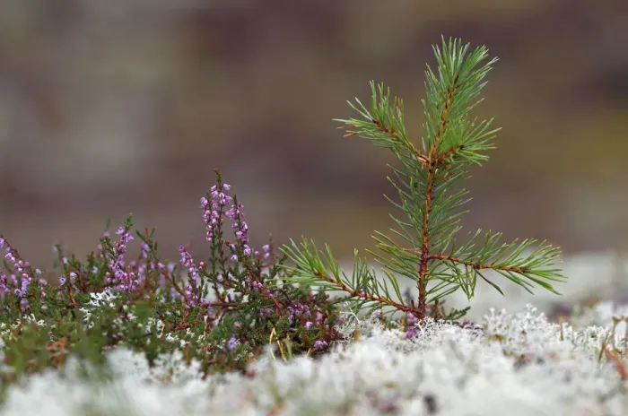 Framed Print : Scots pine (Pinus sylvestris) seedling growing amongst lichens and heather Framed Print : Scots pine (Pinus sylvestris) seedling growing amongst lichens and heather