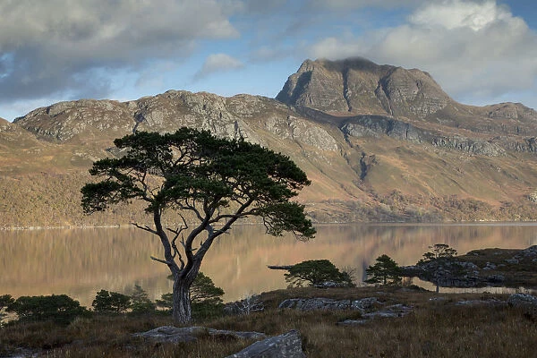 Scots pine (Pinus sylvestris) silhoutte in front of Loch Maree and Slioch, Wester Ross