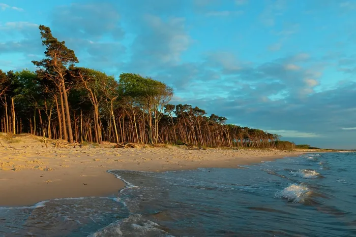 Framed Print : Scots pine (Pinus sylvestris) trees along beach, Darsser West Beach, Western Pomerania Lagoon Area National Park, Baltic Sea, Mecklenburg-Western Pomerania, Germany. May, 2021 Framed Print : Scots pine (Pinus sylvestris) trees along beach, Darsser West Beach, Western Pomerania Lagoon Area National Park, Baltic Sea, Mecklenburg-Western Pomerania, Germany. May, 2021