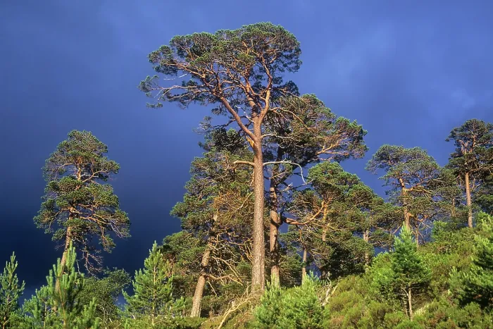 Framed Print : Scots pine (Pinus sylvestris) trees under a dark sky, Glenmore Forest Park, Cairngorm National Park, Scotland, UK. July Framed Print : Scots pine (Pinus sylvestris) trees under a dark sky, Glenmore Forest Park, Cairngorm National Park, Scotland, UK. July