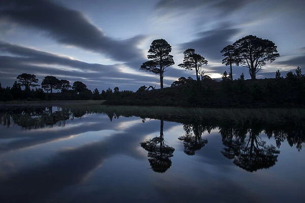 Scots pine (Pinus sylvestris) trees reflected in lochan at dawn, Abernethy National Nature Reserve