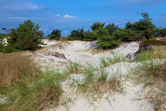 Framed Print : Scots pine (Pinus sylvestris) trees in sand dunes with dune grass, Western Pomerania Lagoon Area National Park, Mecklenburg-Western Pomerania, Germany. May, 2021
