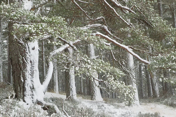 Scots pine (Pinus sylvestris) woodland in winter, Abernethy NNR, Cairngorms NP, Scotland