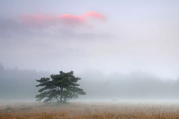 Scots pine tree (Pinus sylvestris) at dawn, Klein Schietveld, Brasschaat, Belgium