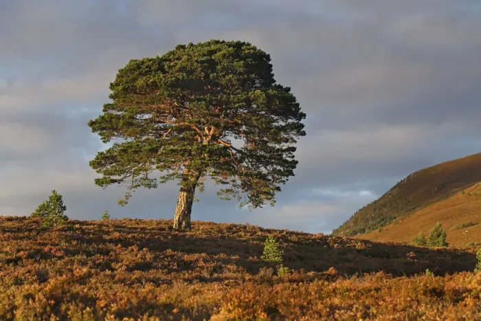 Framed Print : Scots pine tree (Pinus sylvestris) lone pine surrounded by young pine seedlings, Abernethy forest Framed Print : Scots pine tree (Pinus sylvestris) lone pine surrounded by young pine seedlings, Abernethy forest