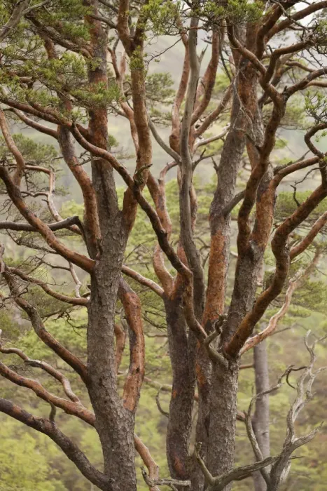 Framed Print : Scots pine tree (Pinus sylvestris) in natural woodland, Beinn Eighe NNR, Highlands