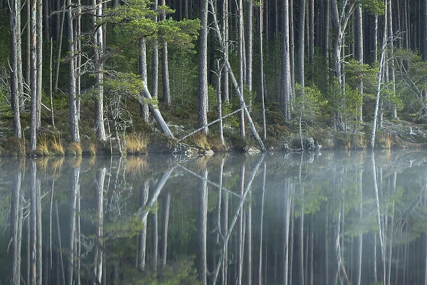 Scots Pine trees (Pinus sylvestris) reflected in loch, Abernethy Forest, Scotland