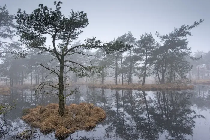 Framed Print : Scots pine trees (Pinus sylvestris) on island in wetlands, Klein Schietveld, Brasschaat