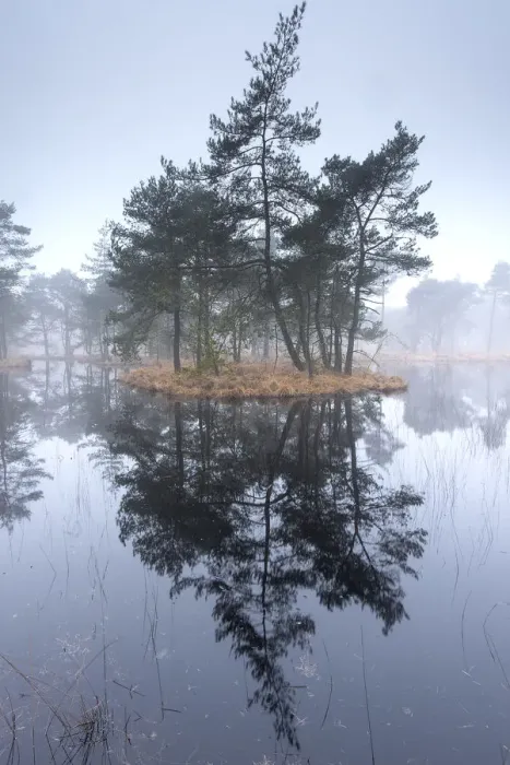 Framed Print : Scots pine trees (Pinus sylvestris) on island in wetlands, Klein Schietveld, Brasschaat