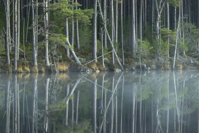 Framed Print : Scots Pine trees (Pinus sylvestris) reflected in loch, Abernethy Forest, Scotland Framed Print : Scots Pine trees (Pinus sylvestris) reflected in loch, Abernethy Forest, Scotland