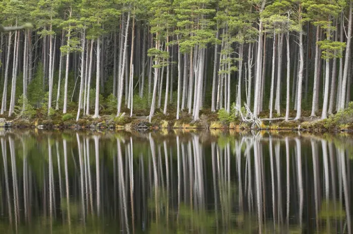 Framed Print : Scots pine trees (Pinus sylvestris) standing alongside Loch Mallachie, perfectly reflected in water Framed Print : Scots pine trees (Pinus sylvestris) standing alongside Loch Mallachie, perfectly reflected in water