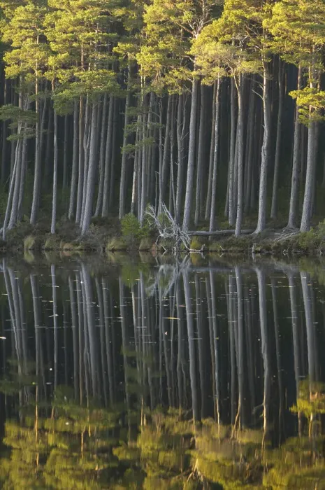 Framed Print : Scots pine trees reflected in mirror-calm loch in late evening light, Loch Mallachie Framed Print : Scots pine trees reflected in mirror-calm loch in late evening light, Loch Mallachie