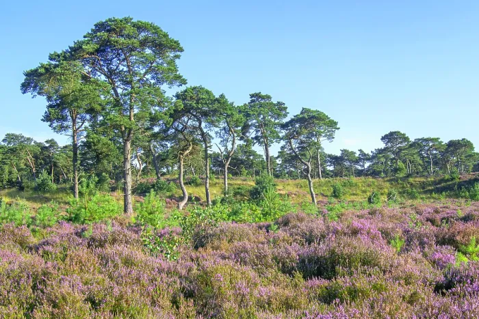 Framed Print : Scots pines (Pinus sylvestris) and flowering Common heather (Calluna vulgaris) in heathland, Grenspark Kalmthout Heath nature reserve in summer, Flanders, Belgium. August Framed Print : Scots pines (Pinus sylvestris) and flowering Common heather (Calluna vulgaris) in heathland, Grenspark Kalmthout Heath nature reserve in summer, Flanders, Belgium. August