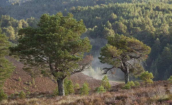 Scots Pines (Pinus sylvestris) on moorland. Abernethy NNR, Cairngorms National Park