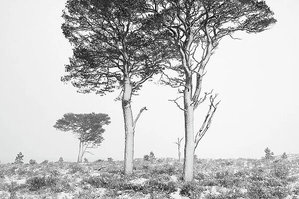 Scots pines (Pinus sylvestris) in winter, Abernethy NNR, Cairngorms NP, Scotland, UK, December 2011