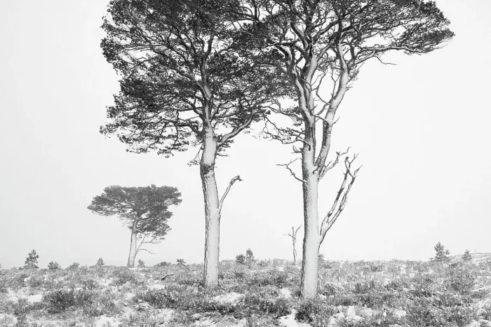 Framed Print : Scots pines (Pinus sylvestris) in winter, Abernethy NNR, Cairngorms NP, Scotland, UK, December 2011 Framed Print : Scots pines (Pinus sylvestris) in winter, Abernethy NNR, Cairngorms NP, Scotland, UK, December 2011