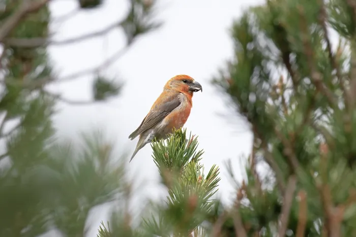 Framed Print : Scottish crossbill (Loxia scotica) or Parrot crossbill (Loxia pytyopsittacus) male, perched in tree, Gleann Einaich, Scottish Highlands, UK. April Framed Print : Scottish crossbill (Loxia scotica) or Parrot crossbill (Loxia pytyopsittacus) male, perched in tree, Gleann Einaich, Scottish Highlands, UK. April
