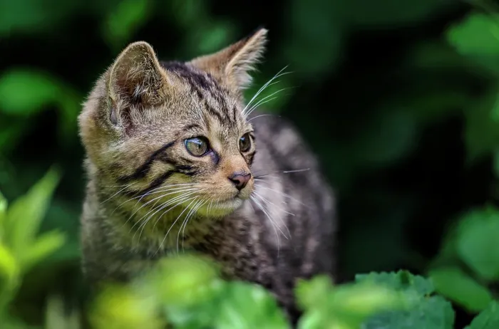 Framed Print : Scottish wildcat (Felis silvestris silvestris) kitten, cautiously emerging from undergrowth Framed Print : Scottish wildcat (Felis silvestris silvestris) kitten, cautiously emerging from undergrowth