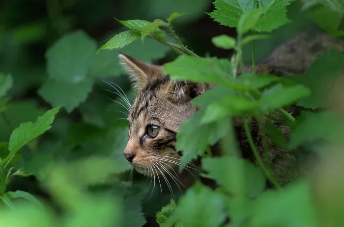 Framed Print : Scottish wildcat (Felis silvestris silvestris) kitten, cautiously peering out from undergrowth Framed Print : Scottish wildcat (Felis silvestris silvestris) kitten, cautiously peering out from undergrowth