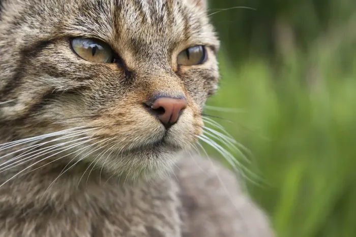 Framed Print : Scottish Wildcat (Felis sylvestris), captive, UK, June