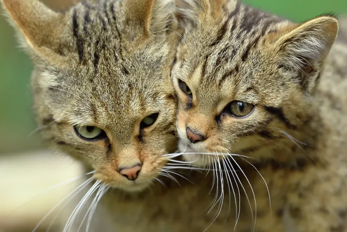 Framed Print : Scottish wildcats (Felis silvestris grampia) female and kitten, portrait Framed Print : Scottish wildcats (Felis silvestris grampia) female and kitten, portrait