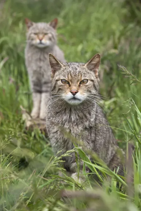 Framed Print : Scottish wildcats (Felis sylvestris), captive, UK, June Framed Print : Scottish wildcats (Felis sylvestris), captive, UK, June