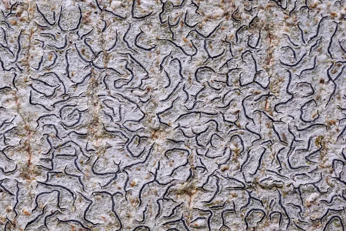 Framed Print : Script lichen (Graphis scripta) growing on Beech tree trunk, Cleddon, Monmouthshire, Wales, UK. December