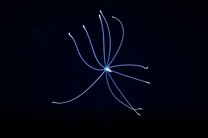 Framed Print : Sea anemone (Actiniaria) larval stage, drifting in open ocean at night, Yap, Federated States of Micronesia, Pacific Ocean Framed Print : Sea anemone (Actiniaria) larval stage, drifting in open ocean at night, Yap, Federated States of Micronesia, Pacific Ocean