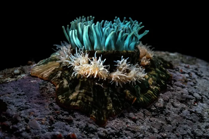 Framed Print : Sea anemone (Epiactis japonica) surrounded by juveniles on seabed, Hokkaido, Japan, Pacific Ocean Framed Print : Sea anemone (Epiactis japonica) surrounded by juveniles on seabed, Hokkaido, Japan, Pacific Ocean