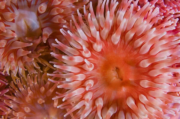 Sea anemones (Urticina eques) close-up, Saltstraumen, Bod, Norway, October 2008