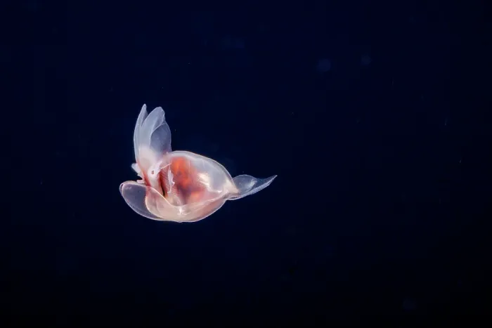 Framed Print : Sea angel (Hydromyles globulosus) portrait, at night on a blackwater dive in the open ocean six miles off the island of Guam, Micronesia, Pacific Ocean Framed Print : Sea angel (Hydromyles globulosus) portrait, at night on a blackwater dive in the open ocean six miles off the island of Guam, Micronesia, Pacific Ocean