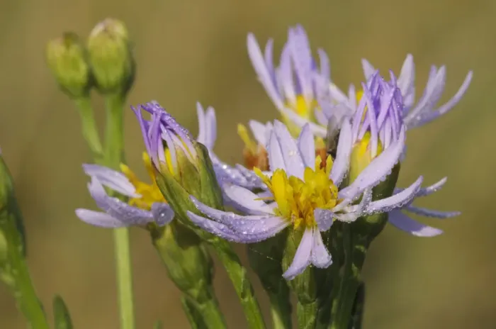 Framed Print : Sea aster (Tripolium pannonicum) in flower, Abbotts Hall Farm, Essex, England, UK, September Framed Print : Sea aster (Tripolium pannonicum) in flower, Abbotts Hall Farm, Essex, England, UK, September