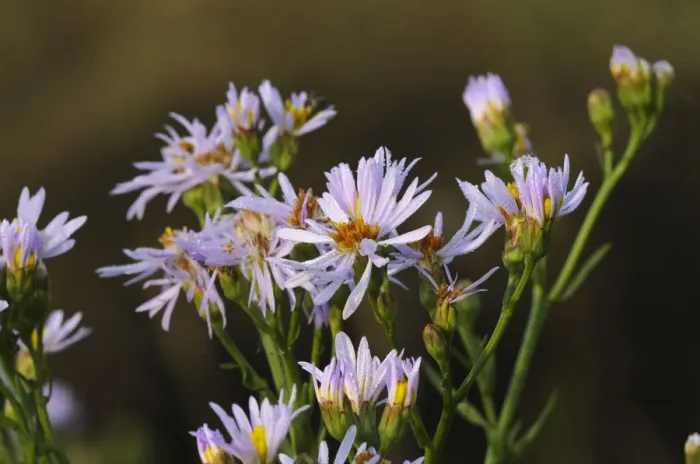 Framed Print : Sea aster (Tripolium pannonicum) in flower, Abbotts Hall Farm Nature Reserve, Essex Framed Print : Sea aster (Tripolium pannonicum) in flower, Abbotts Hall Farm Nature Reserve, Essex