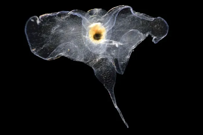Framed Print : Sea butterfly (Cymbulia peronii) originally classed as Pseudothecosomata Framed Print : Sea butterfly (Cymbulia peronii) originally classed as Pseudothecosomata