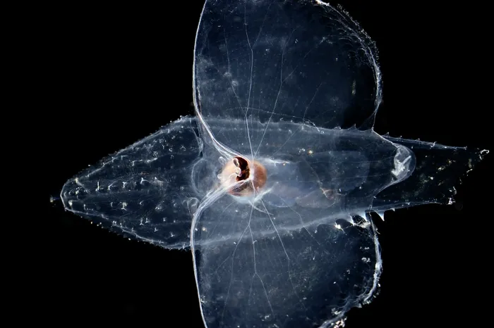 Framed Print : Sea butterfly (Cymbulia peronii) portrait, a pelagic sea snail which instead of an external calcareous shell, it has a pseudoconch made of conchioline, a cartilaginous tissue Framed Print : Sea butterfly (Cymbulia peronii) portrait, a pelagic sea snail which instead of an external calcareous shell, it has a pseudoconch made of conchioline, a cartilaginous tissue