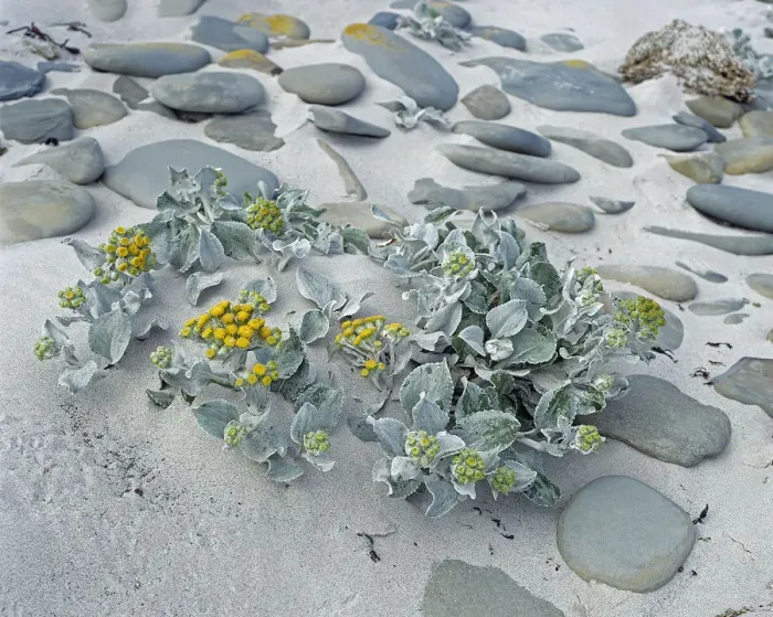 Framed Print : Sea cabbage (Senecio candicans) amongst pebbles on sandy seashore. Sea Lion island Framed Print : Sea cabbage (Senecio candicans) amongst pebbles on sandy seashore. Sea Lion island