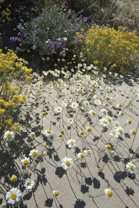 Framed Print : Sea chamomile (Anthemis maritima), Sea stock (Mattiola sinuata), and Shrubby Everlasting Framed Print : Sea chamomile (Anthemis maritima), Sea stock (Mattiola sinuata), and Shrubby Everlasting