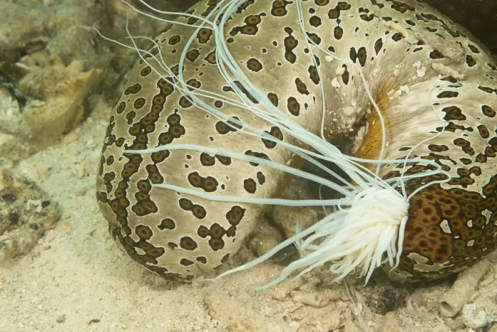 Framed Print : Sea cucumber (Bohadschia argus) which has ejected a part of its internal organs called Framed Print : Sea cucumber (Bohadschia argus) which has ejected a part of its internal organs called