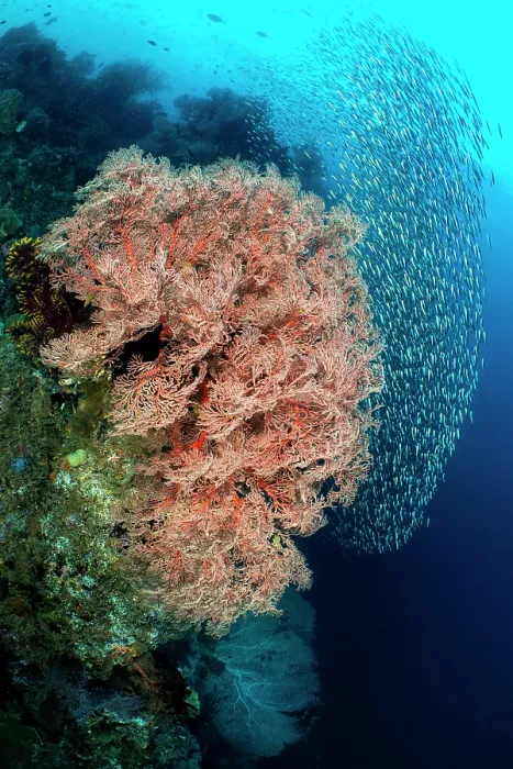 Framed Print : Sea fans (Melithaea sp.) and schooling Mottled fusiliers (Dipterygonotus balteatus) on a coral reef, Misool, Raja Ampat, West Papua, Ceram Sea, Pacific Ocean Framed Print : Sea fans (Melithaea sp.) and schooling Mottled fusiliers (Dipterygonotus balteatus) on a coral reef, Misool, Raja Ampat, West Papua, Ceram Sea, Pacific Ocean