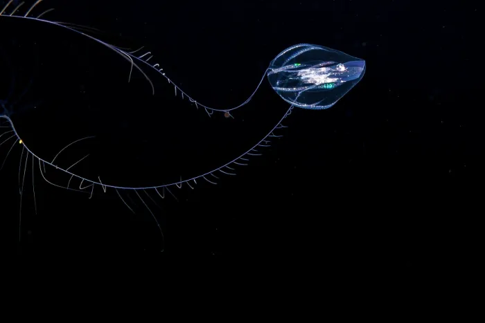 Framed Print : Sea gooseberry / Sea grape (Pleurobrachiidae) in open ocean at night, three miles off the island of Guam, Micronesia, Pacific Ocean Framed Print : Sea gooseberry / Sea grape (Pleurobrachiidae) in open ocean at night, three miles off the island of Guam, Micronesia, Pacific Ocean