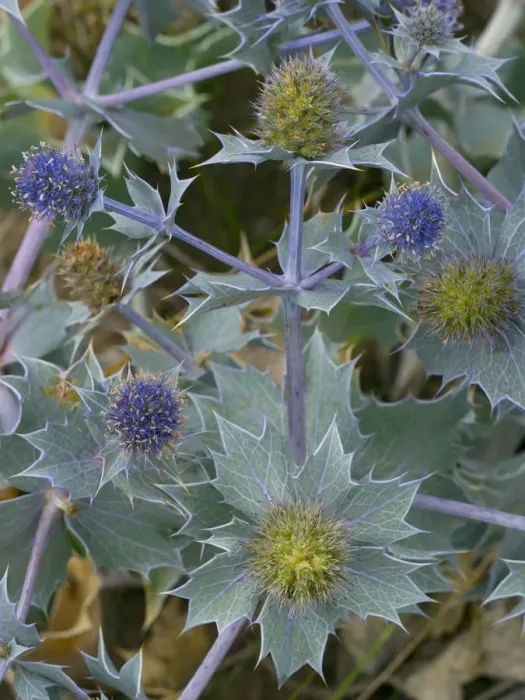 Framed Print : Sea Holly (Eryngium maritimum) growing in coastal dunes England, UK. August