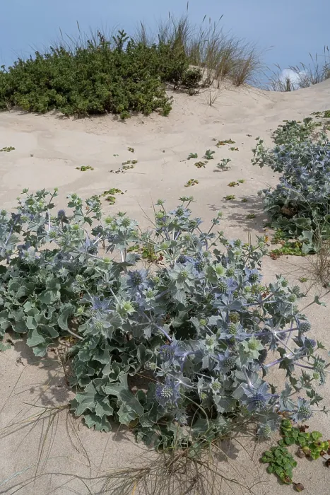 Framed Print : Sea holly (Eryngium maritimum) on sand dunes, Portugal. June Framed Print : Sea holly (Eryngium maritimum) on sand dunes, Portugal. June