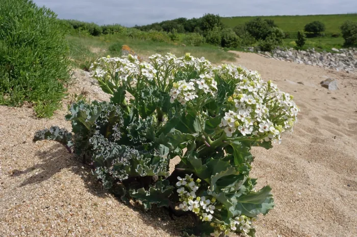 Framed Print : Sea-kale (Crambe maritima) in flower on beach, St Mary's, Isles of Scilly, UK. May
