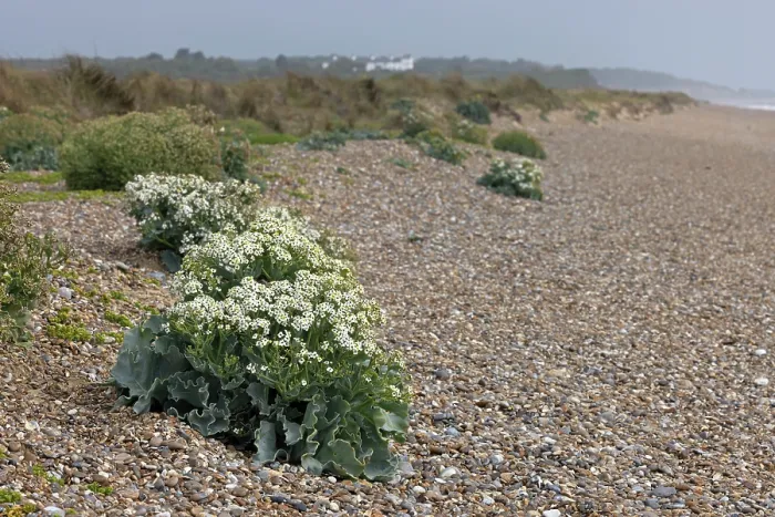 Framed Print : Sea kale (Crambe maritima) in flower along shingle beach, Suffolk, England, UK. June Framed Print : Sea kale (Crambe maritima) in flower along shingle beach, Suffolk, England, UK. June