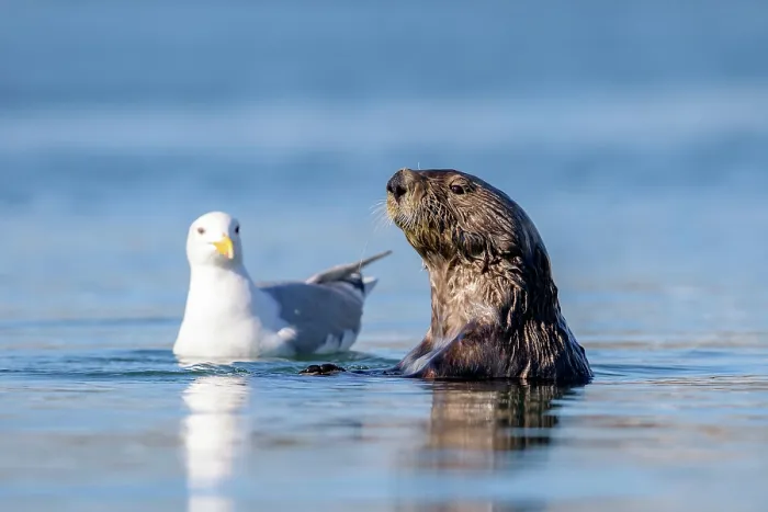 Framed Print : Sea otter (Enhydra lutris) face to face with a Glaucous-winged gull (Larus glaucescens) in a harbour, Homer, Alaska, USA. June Framed Print : Sea otter (Enhydra lutris) face to face with a Glaucous-winged gull (Larus glaucescens) in a harbour, Homer, Alaska, USA. June