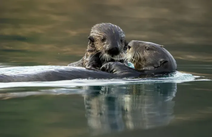Framed Print : Sea otter (Enhydra lutris) female and pup. Alaska, USA, February Framed Print : Sea otter (Enhydra lutris) female and pup. Alaska, USA, February